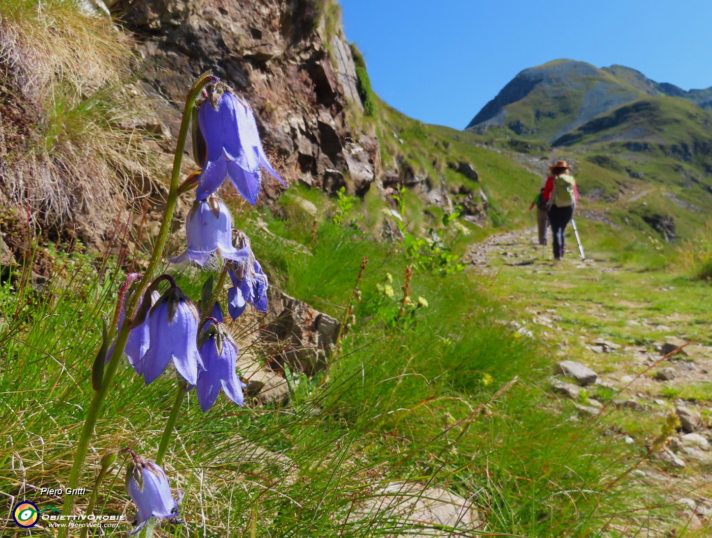 14 Campanula rotundifolia (Campanula soldanella).JPG